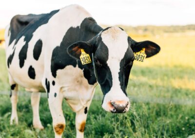 Dairy cow in field
